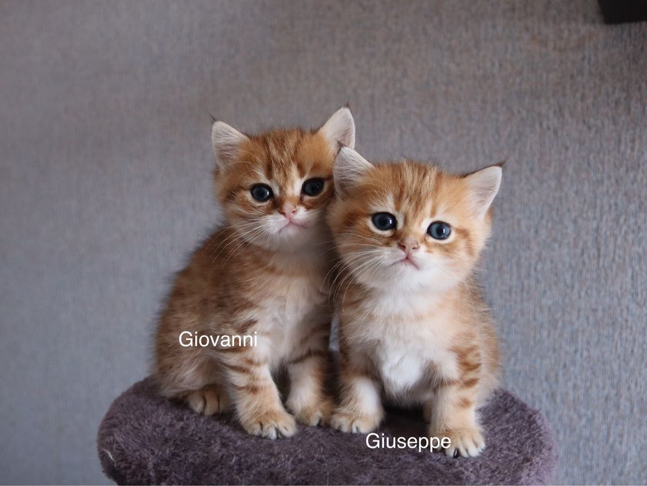 Британські золоті шиншили —  супер хлопчики!