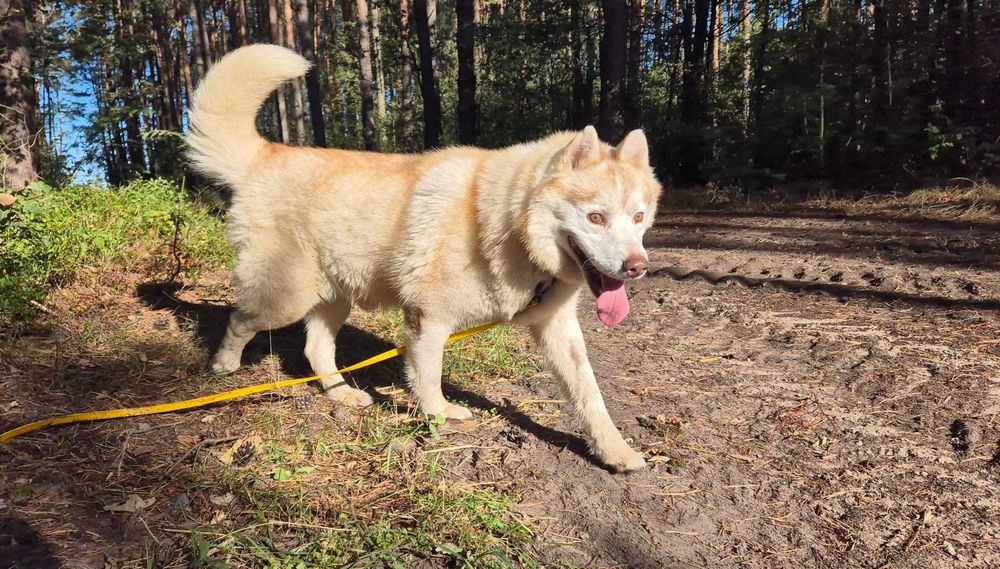 Misiek łagodny pies husky adopcja