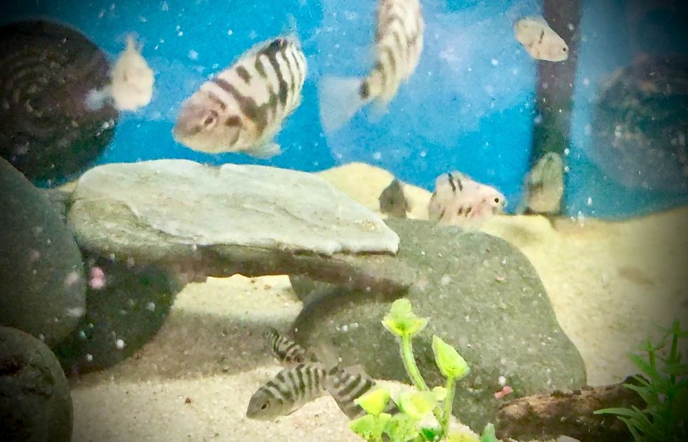 Acará do Congo/ nigrofasciatus