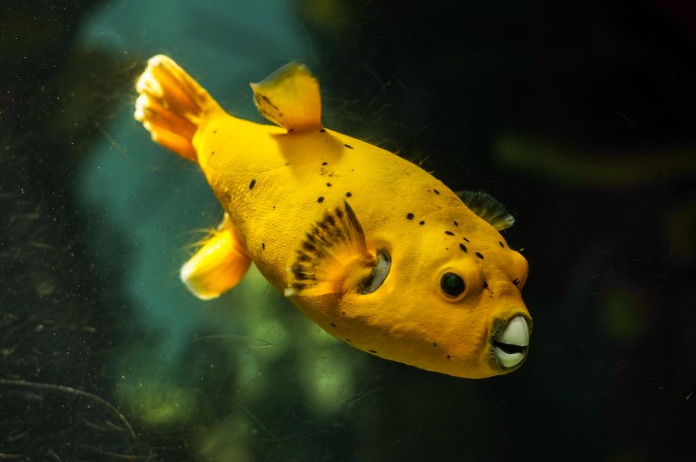 Câmera Mirrorless Sony Nex F3 ou Nex-F3 16 MP