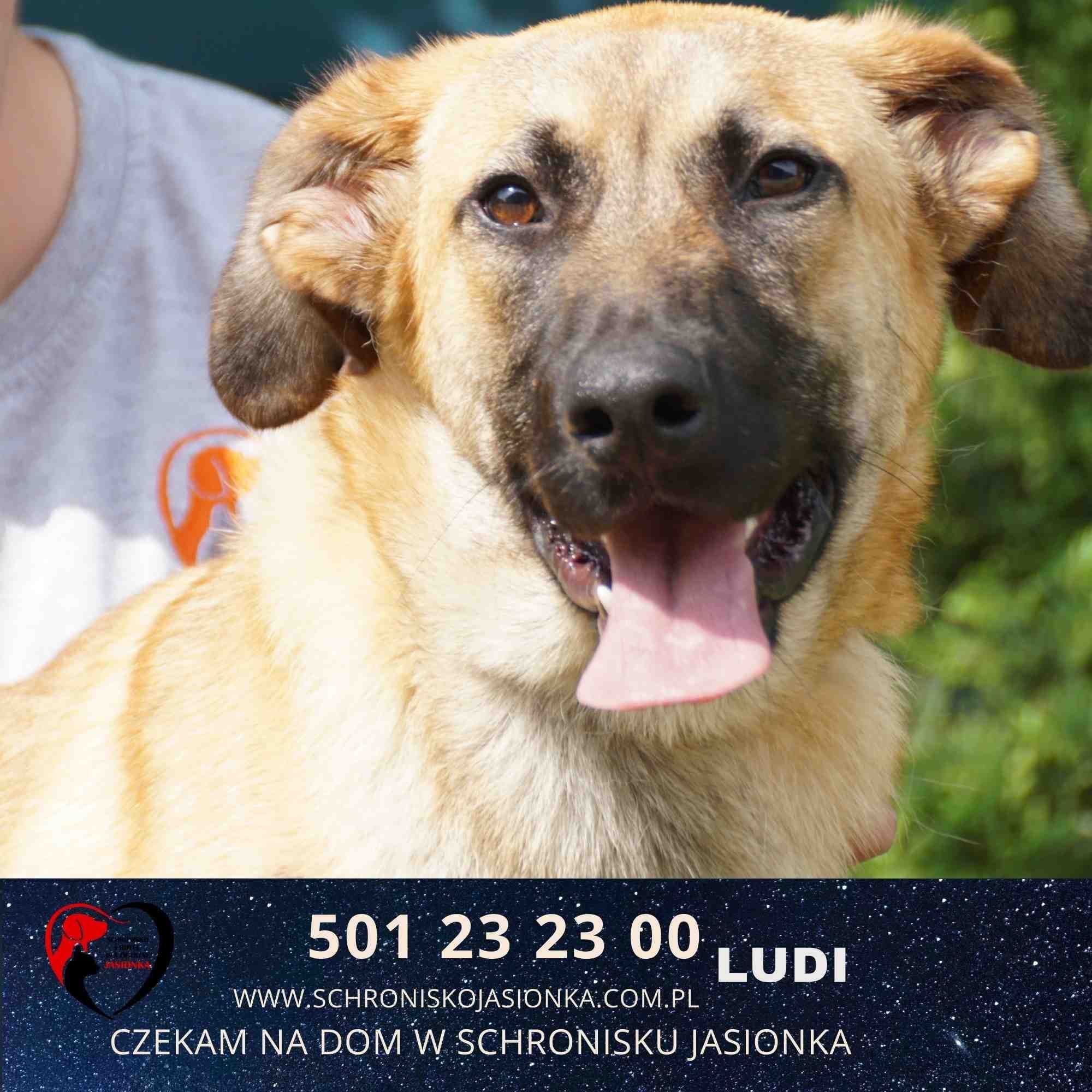 Ludi-do adopcji schronisko Jasionka