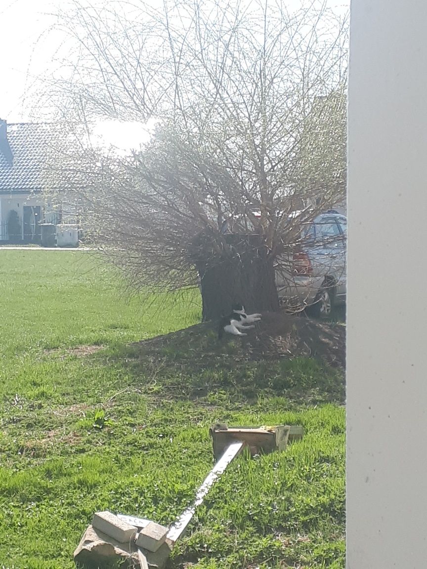Oddam kotkę i kota