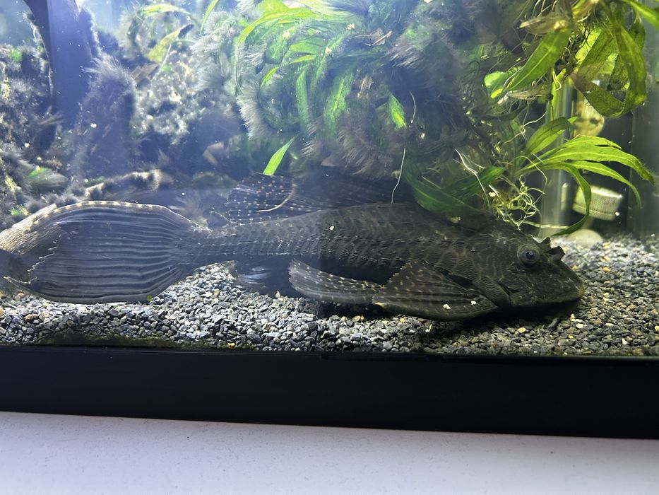 Pleco comum c/ 25cm
