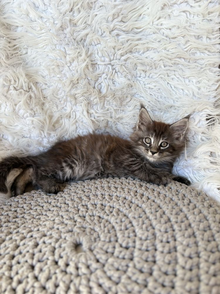 Maine Coon kocurek