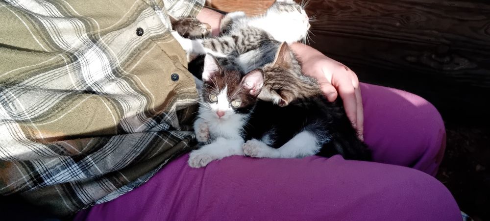 4 gatos para adoção