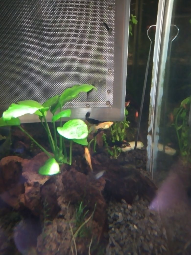 Vendo mollys negras e amarelas