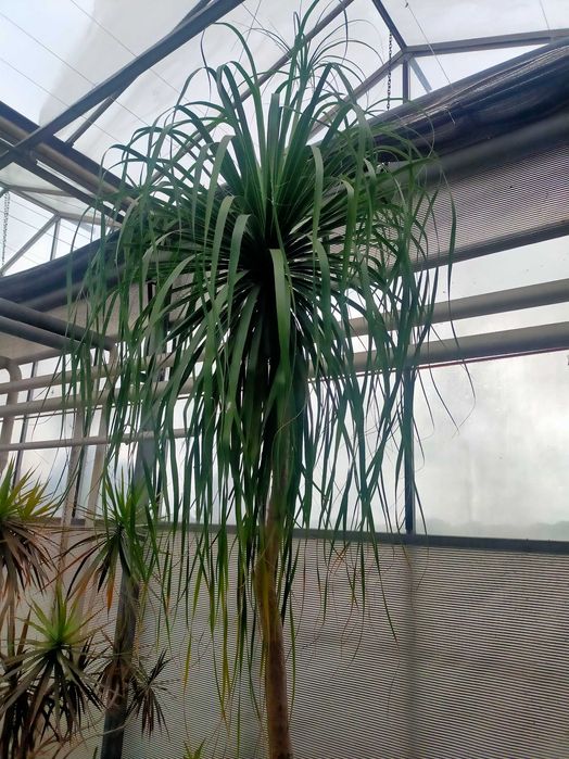 Nolina, Stopa słonia ,gigant 340cm ok 40 lat !!