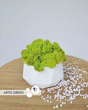 Подарок к празднику. Салатовый мох в бетонном кашпо, свежий мох