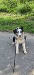 Border Collie pis