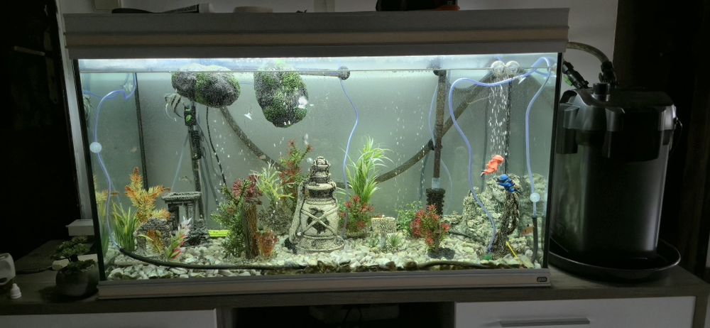 Aquário - peixes de água quente