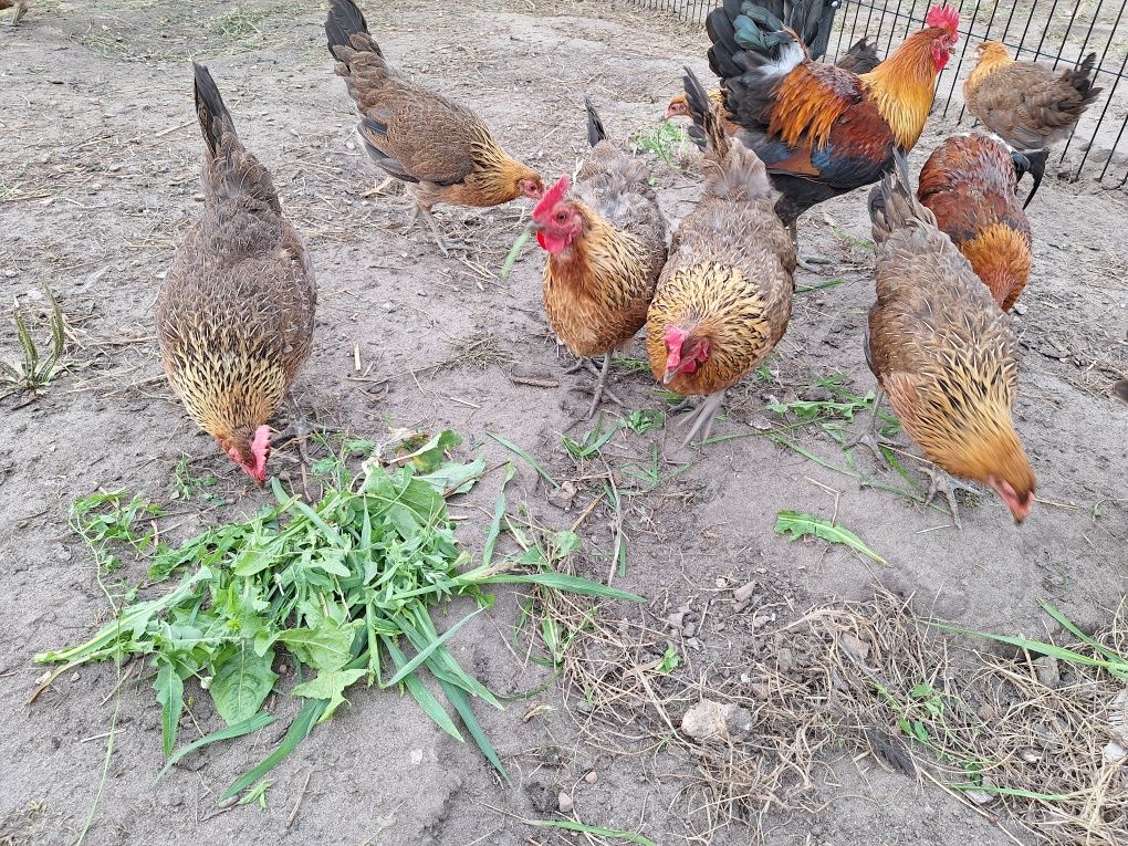 Jaja legowe zielononóżki, leghorn,dominant blue,rosa,sussex,karmazyn,