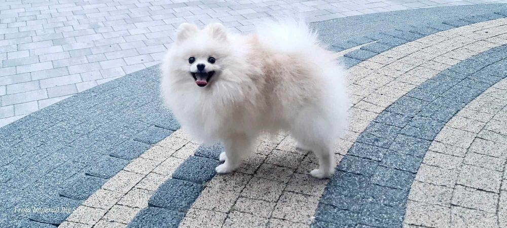 Szpic miniaturowy pomeranian zkwp FCI  mikro sunia