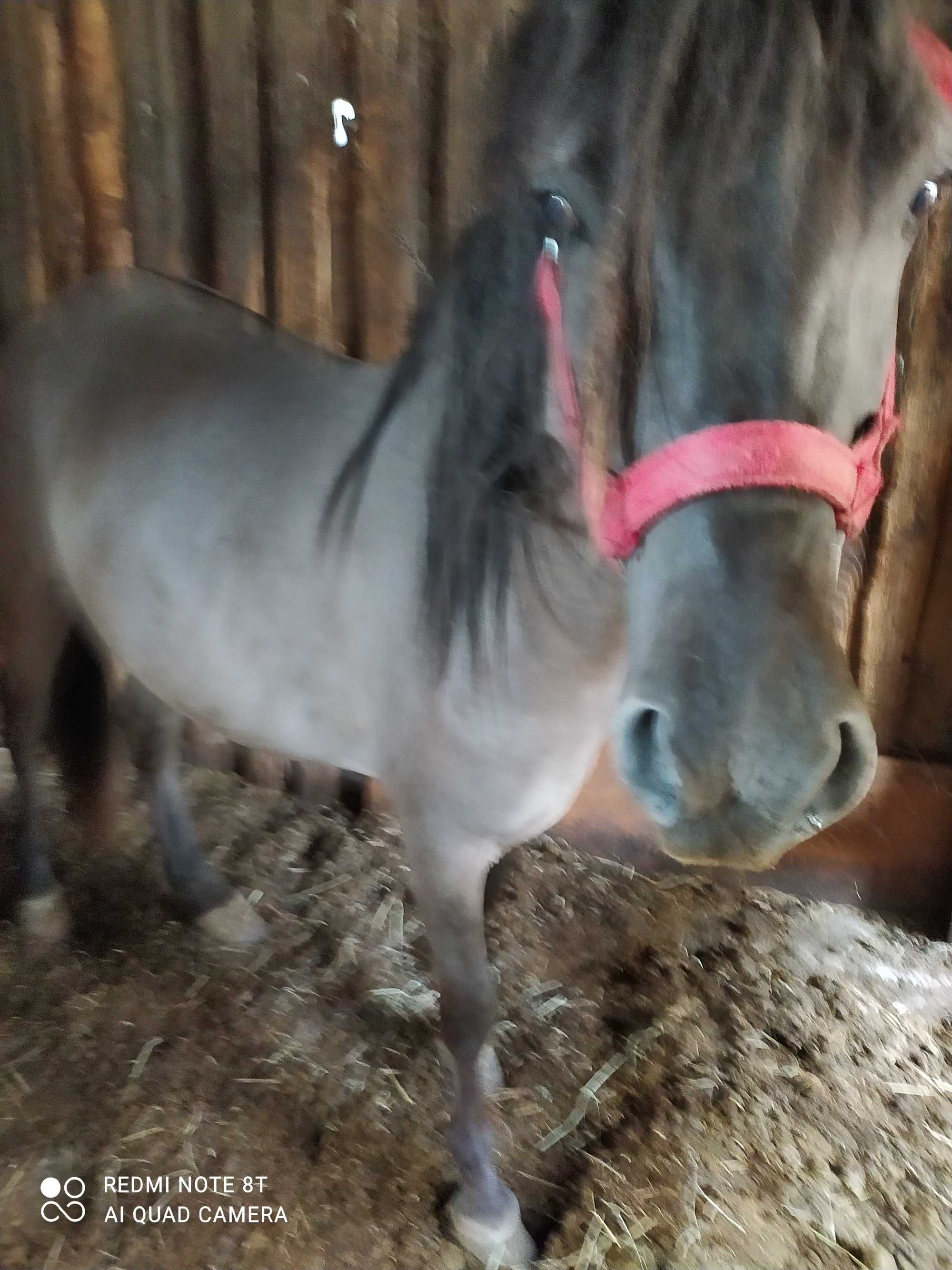 Konik Polski - klacz