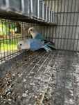 Agapornis Roseicollis Machos 2025