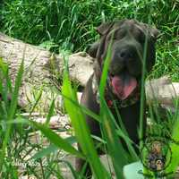 Shar pei FCI blue badania genetyczne import Serbia