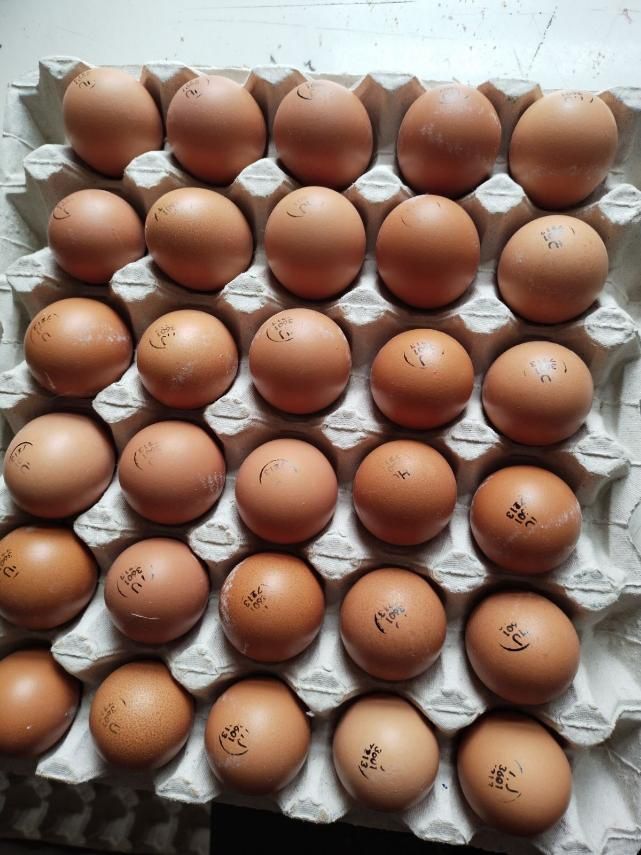 Інкубаційні яйця Бройлерів