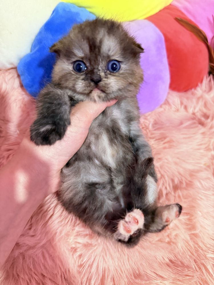 Шотландские котята