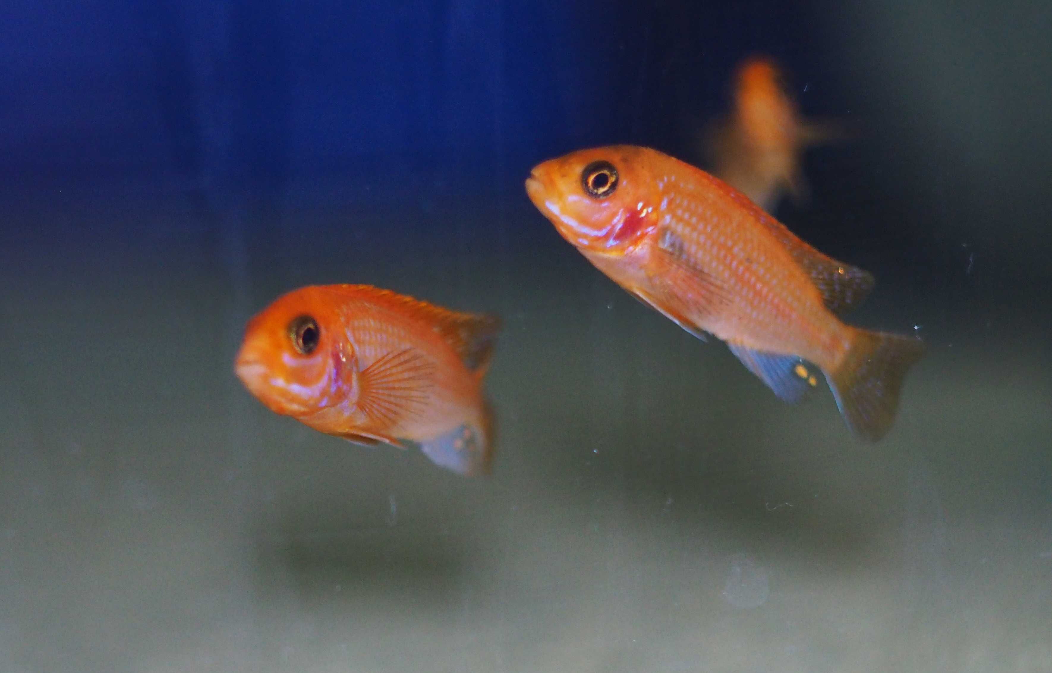 Labidochromis sp Hongi Sunflower pyszczaki Malawi World