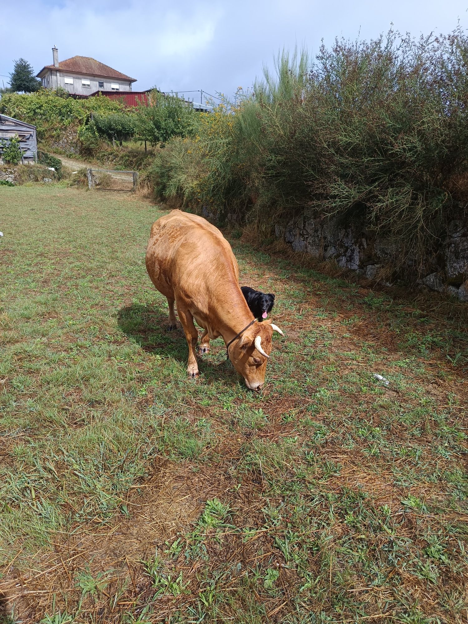 Vacas minhotas Viana do castelo