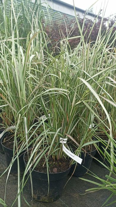 Trawy ozdobne różne odmiany