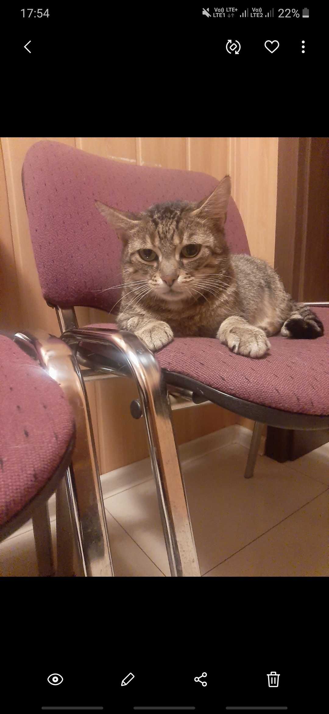 Kotka Misia szuka kochajacego domu