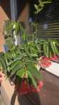 Begonia Tamaya dorosla Warszawa