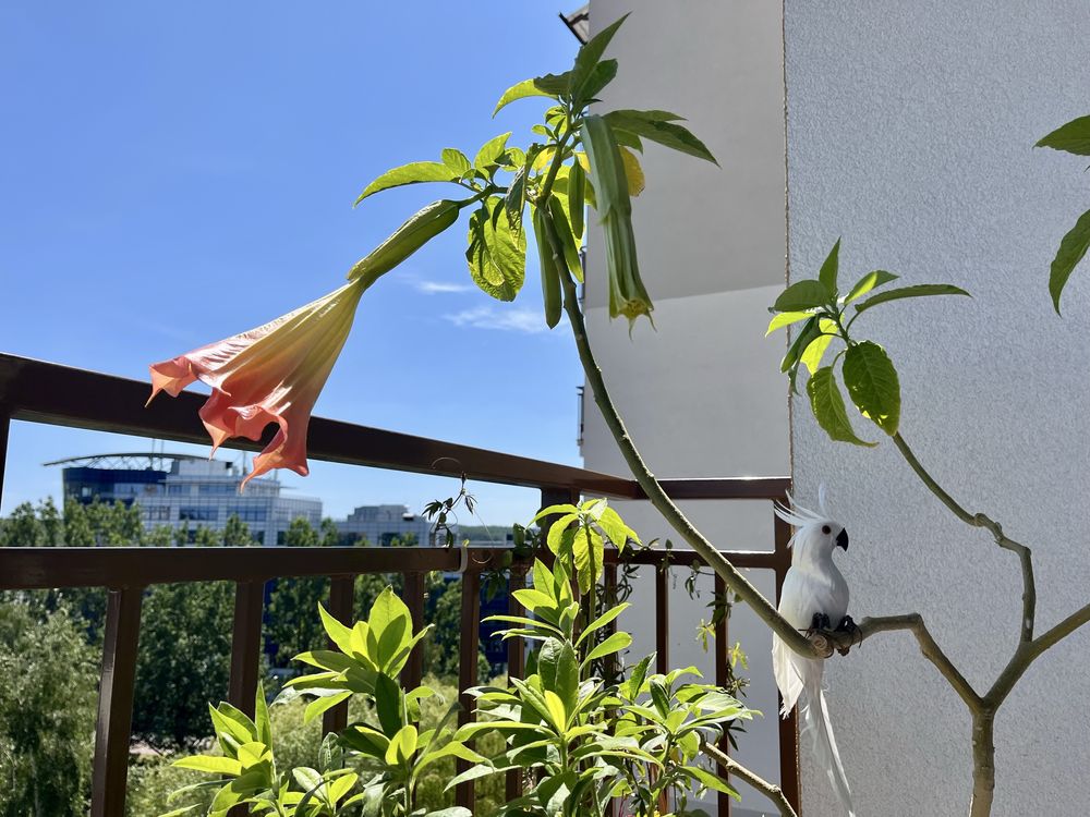 DATURA 125 cm mega duże różowe kwiaty balkon ogród brugmansia bieluń