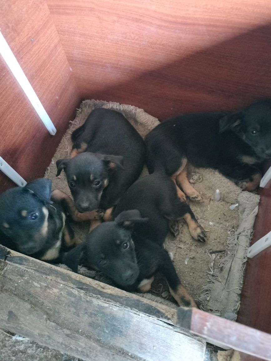 Pinscher não puros