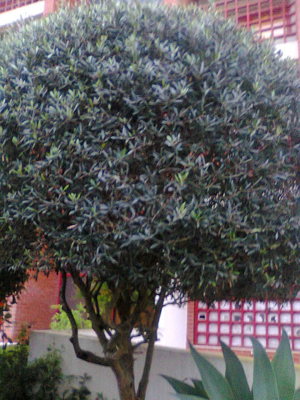 Oliveirinhas de jardim