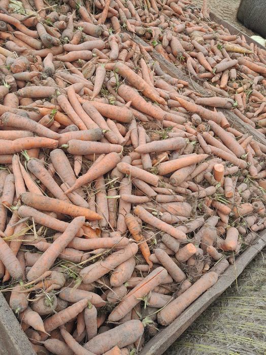 Sprzedam marchew odpadową