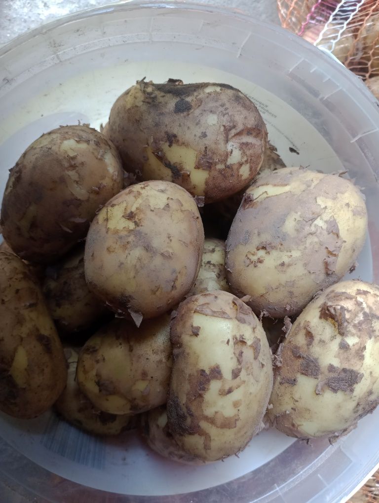 Sprzedam młode ziemniaki 
Cena