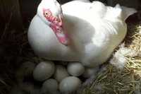 Яйця індокачки, яйца мускусной утки, индоуток