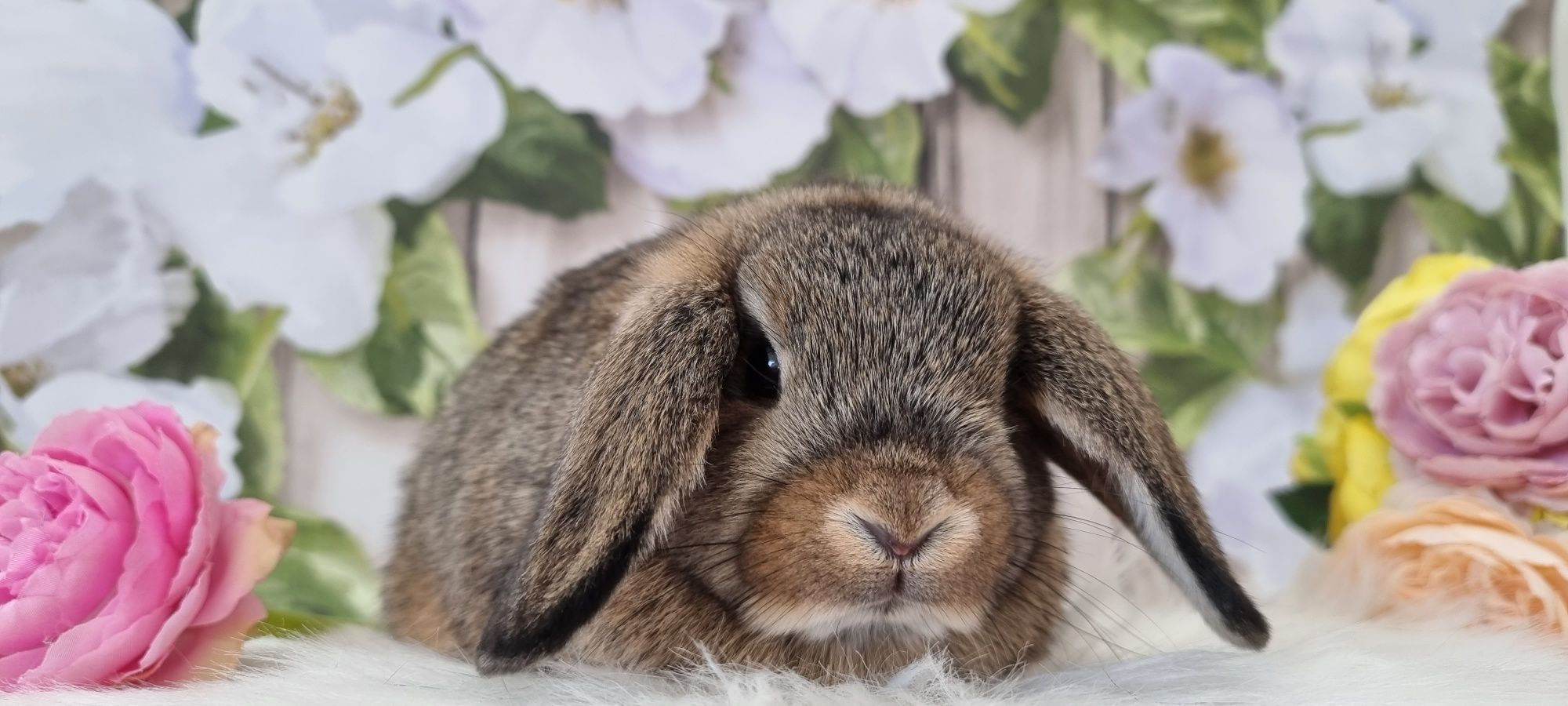 Mini lop śliczne maluchy gotowe do odbioru