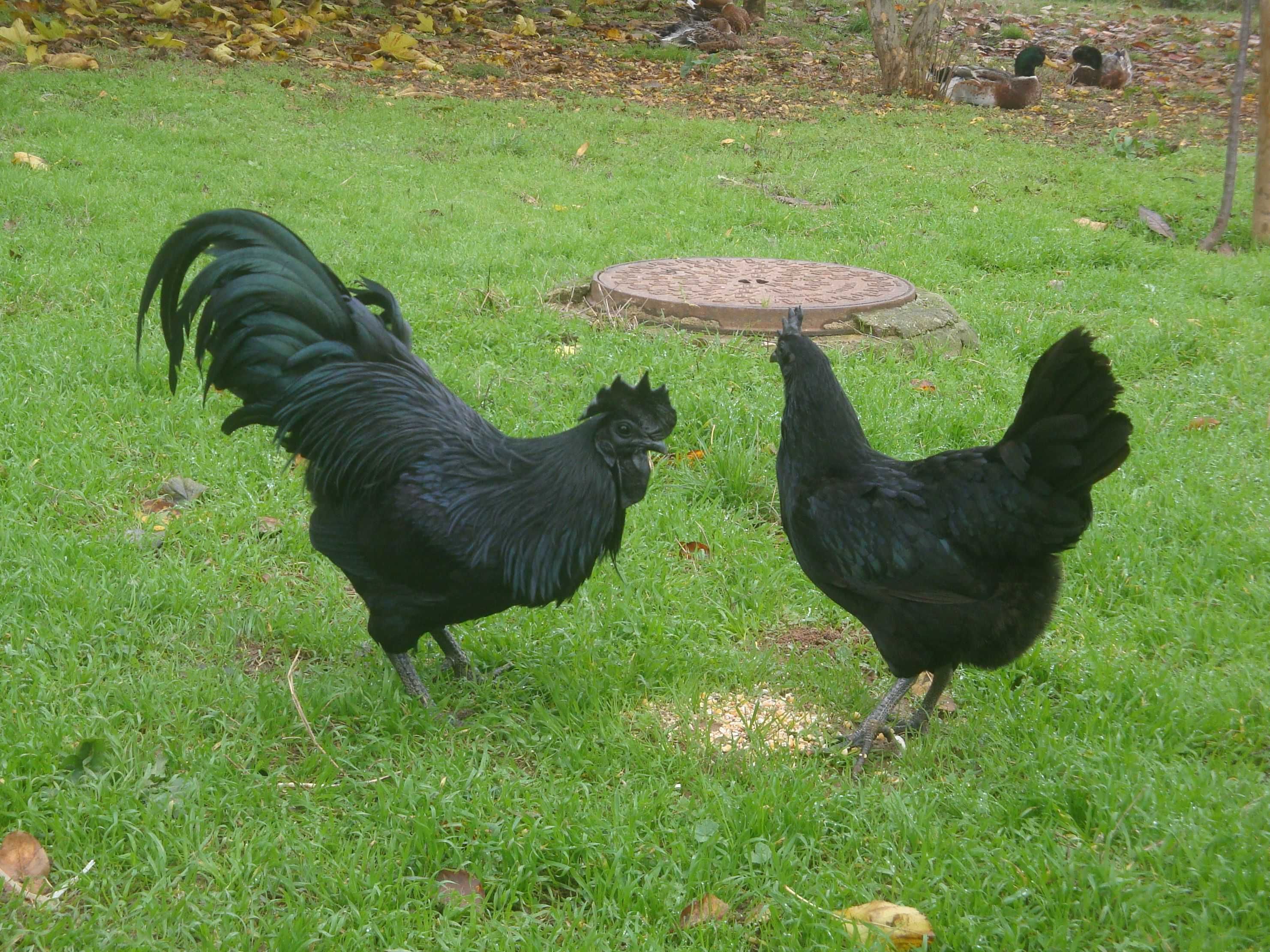 Ovos galados galinhas de raça