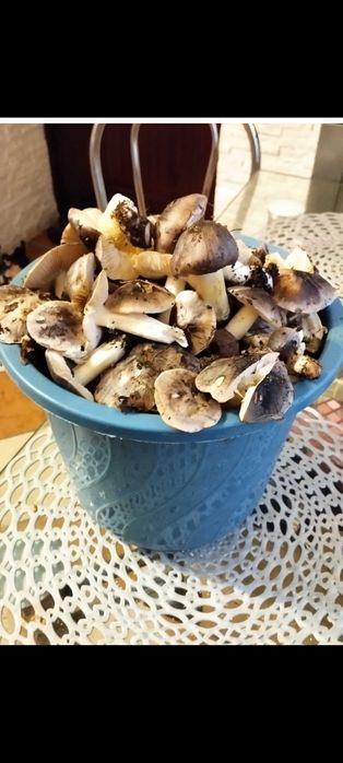 Grzyby siwki świeże