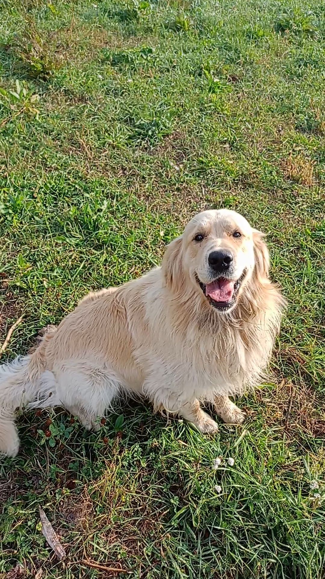 Golden retriever