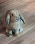 KRÓLIK mini lop samiczka, tylko odbiór osobisty!!!