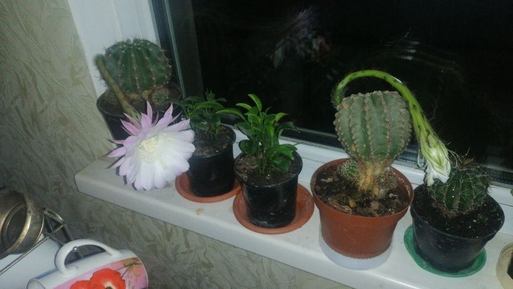 Лилия  комнатная, кактус, каланхоэ, рождественник. . ,