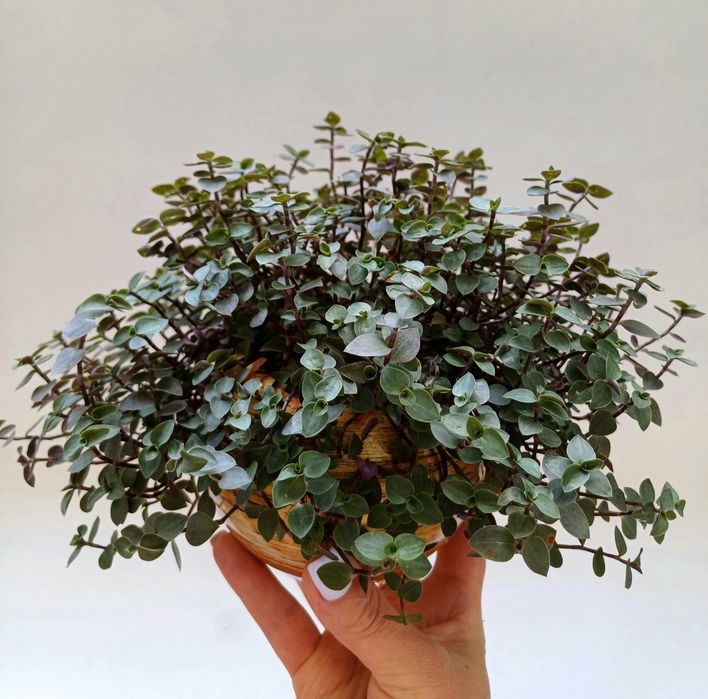 Фікус Бенджаміна,,Епіпремнум,Сингоніум,Рипсалідопсис(білий),Каллізія