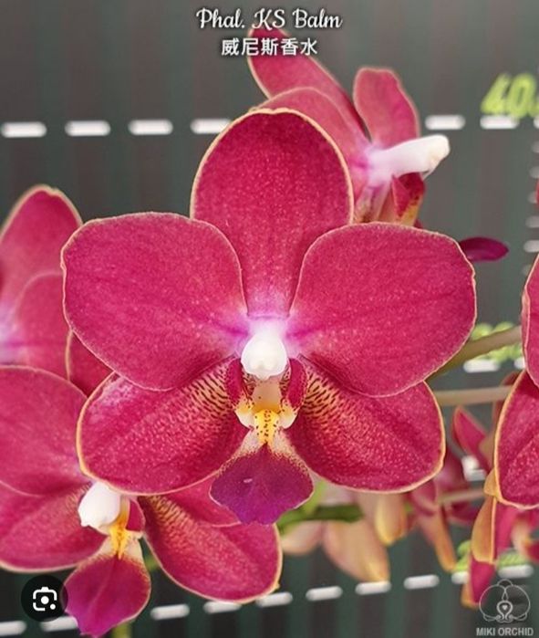 Орхідея Мікі Орхідс KS Balm