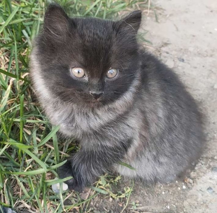 Котики 1 місяць.