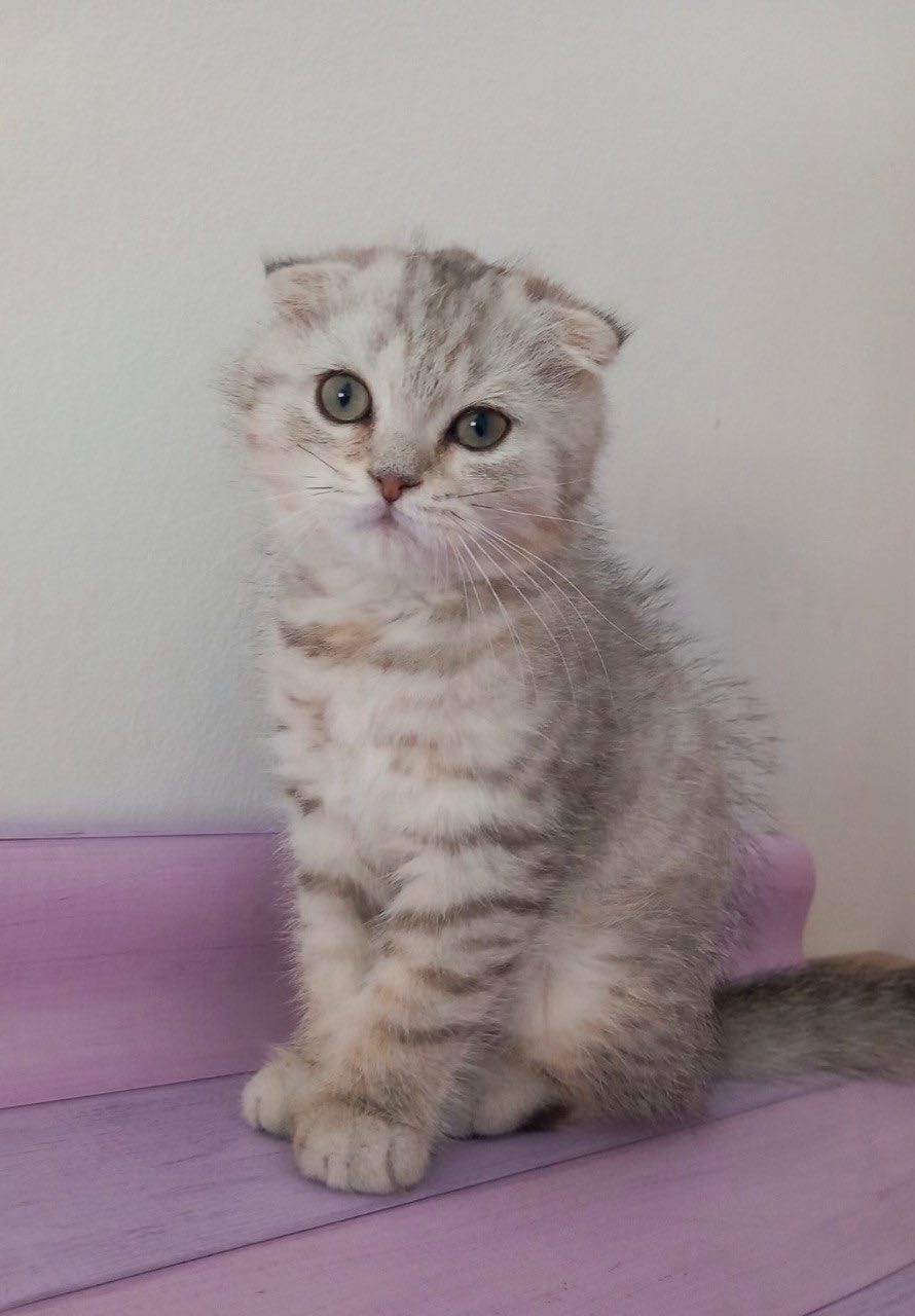 Scottish Fold macho