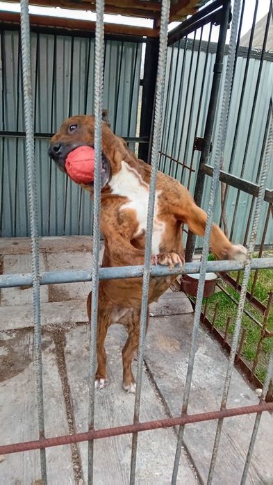 Віддам в хороші руки Стаф всі вопроси на Вайбер +420776413212