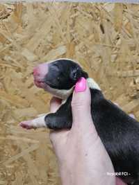 Bulterier standardowy, bull terrier, czarno-biały