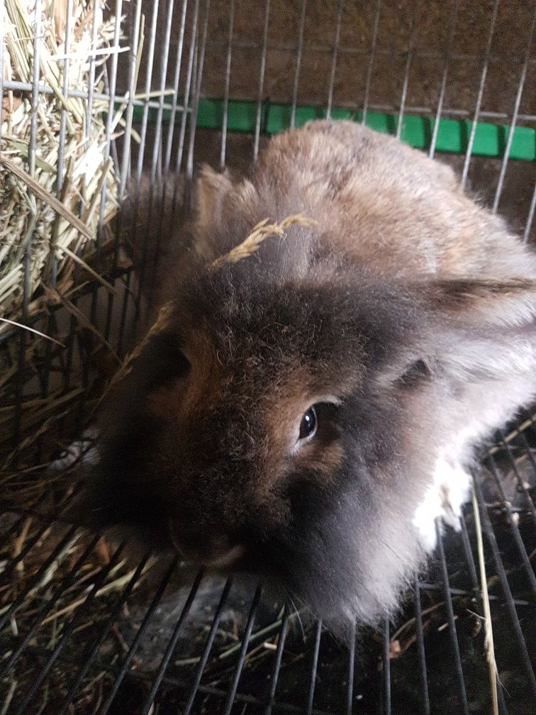 Vendo Coelhos (Entrega Disponível)
