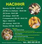 Насіння кукурудзи семена кукурузы Хотин,Солонянський, Любава