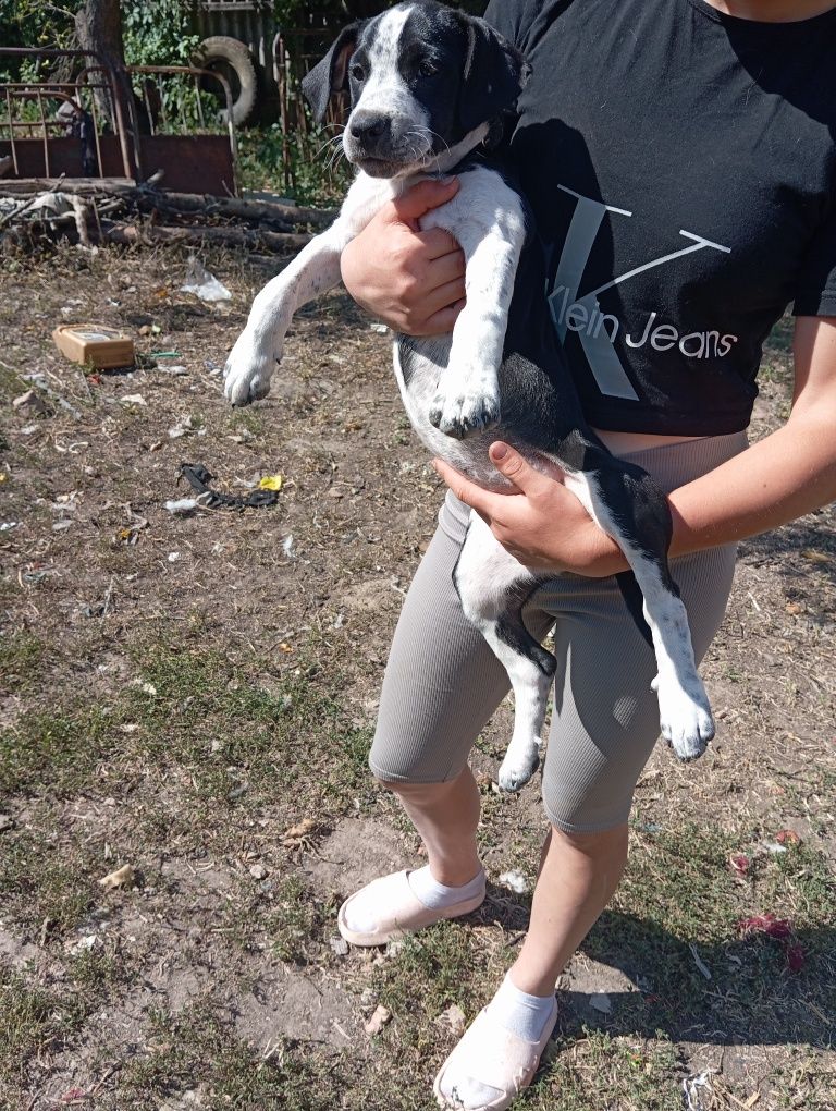 Цуценята амстафф