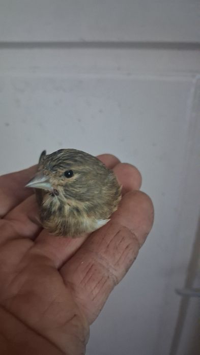 Kanarek konop bastard szczygiel