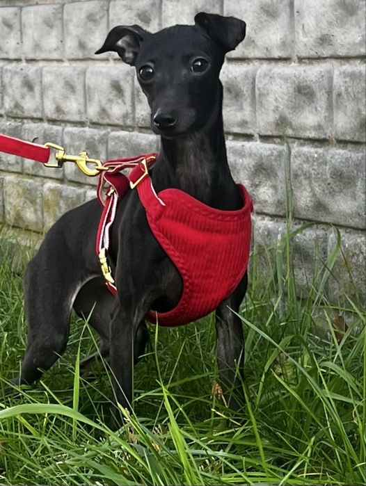 Charcik włoski niewielka suczka FCI