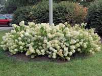 Hydrangea paniculata Little Lime hortensja bukietowa Little Lime